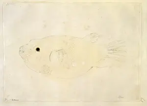 Arothron meleagris, puffer fish