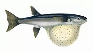 Arothron stellatus, or Pennants Globefish