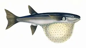 Starry Prints: Arothron stellatus, or Pennants Globefish