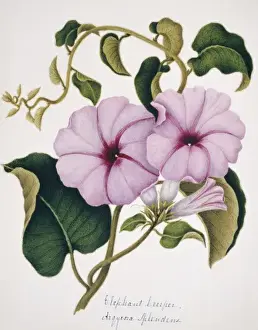 Creeper Prints: Arqyroia splendens, elephant creeper