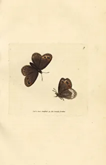 Subjects Gallery: Arran brown, Erebia ligea