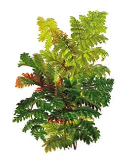 Arrangement of fern leaves on a Victorian scrap