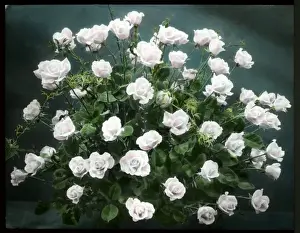 Arrangement of pale pink roses