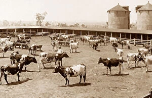 Settler Collection: Arrawatta cattle farm Australia New South Wales