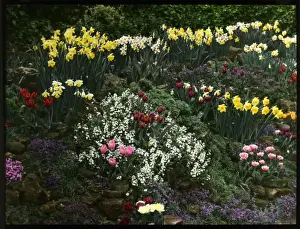 Array of spring flowers in a rock garden