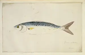 Arripis trutta, Australian salmon