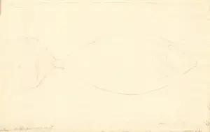 Arripis trutta, eastern Australian salmon