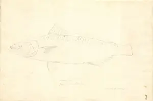 Arripis trutta, eastern Australian salmon