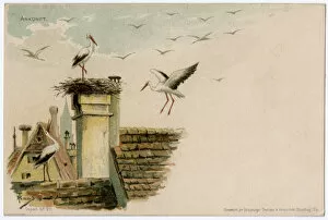 Arrival of the storks to their nest - Strasbourg