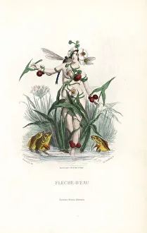 Dragonfly Collection: Arrowhead flower fairy, Sagittaria sagittifolia