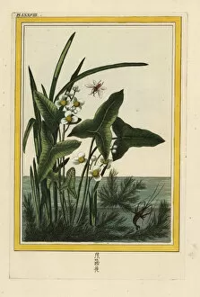 Curieuses Collection: Arrowhead, Sagittaria sagittifolia
