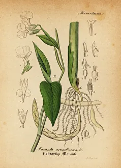 Arrowroot Collection: Arrowroot, Maranta arundinacea