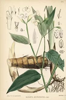 Arrowroot or maranta, Maranta arundinacea