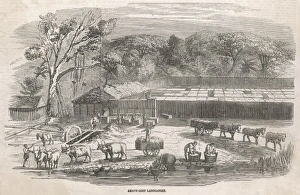 Arrowroot Collection: Arrowroot Production