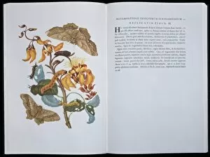 Anna Maria Sibylla Merian Gallery: Arsenura armida, Emperor moth caterpillars on coral tree