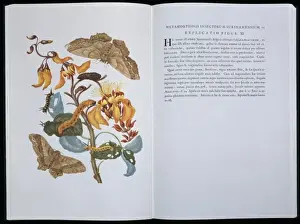 17th Century Prints: Arsenura armida, Emperor moth caterpillars on coral tree