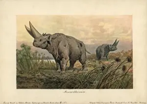 Arsinoitherium, an extinct genus of paenungulate
