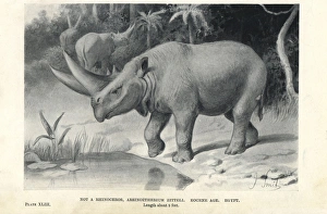 Eocene Gallery: Arsinoitherium zitteli