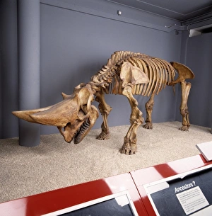 Tertiary Period Gallery: Arsinotherium skeleton