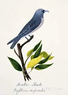 1829 1928 Prints: Artamus fuscus, ashy woodswallow