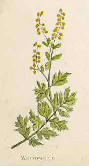 Artemisia Absinthium