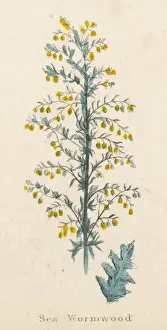 Artemisia Maritima