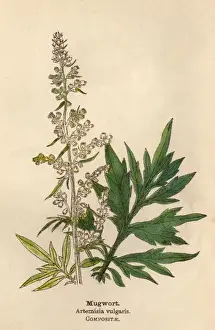 Artemisia Vulgaris