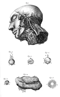 Images Dated 19th October 2011: Arteries of the Face
