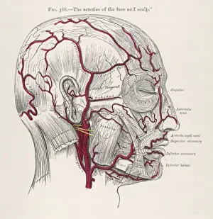 Arteries in Head / 1897
