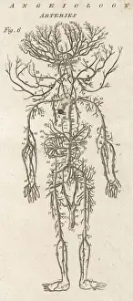Circulation Prints: Arteries of the human body