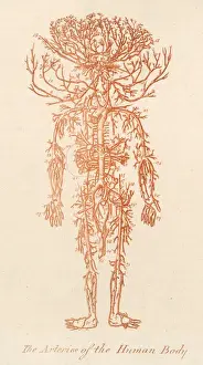 Arteries of Human Body