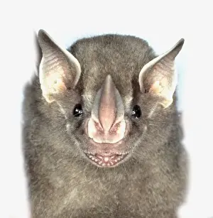 Belize Prints: Artibeus watsoni, Thomas fruit-eating bat