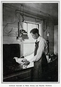 Artificial Prints: Artificial light making strong; chickens