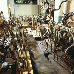 Articulated Collection: Artiodactyla (order), artiodactyl