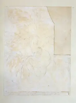 Bread Fruit Prints: Artocarpus altilis, breadfruit