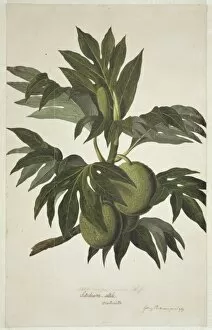 Artocarpus altilis, breadfruit tree