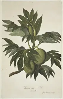 Rosales Prints: Artocarpus altilis, breadfruit tree