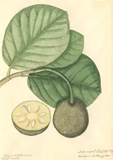 Fabidae Prints: Artocarpus chaplasha, chapalish