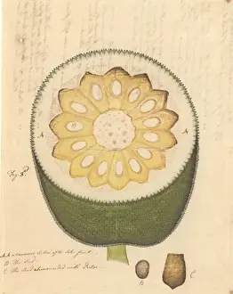 Artocarpus heterophyllus, jackfruit