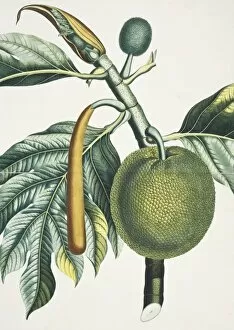 Juicy Collection: Artocarpus incisa, breadfruit tree