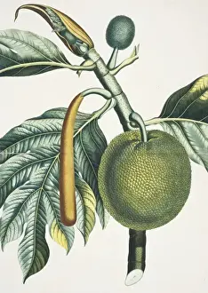 Juicy Prints: Artocarpus incisa, breadfruit tree
