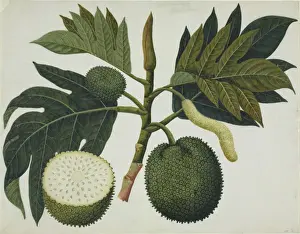 Artocarpus Prints: Artocarpus sp