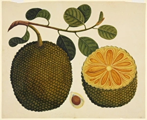 Natural History Museum Gallery: Artocarpus sp