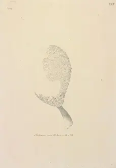 Rosales Prints: Artucarpus altitis