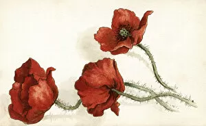 Auerbach Collection: Artwork by Florence Auerbach, three red poppies