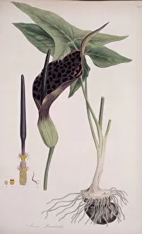 Monocot Collection: Arum dioscoridis
