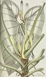 Araceae Gallery: Arum grandiflorum