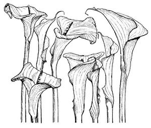 Midgley Collection: Arum Lilies