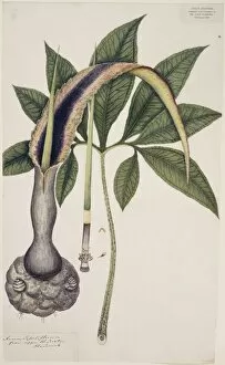 Araceae Gallery: Arum sessiliflorum, voodoo lily