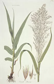 Monocot Collection: Arundo donax, giant reed